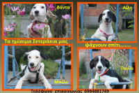 Τα ημίαιμα σετεράκια μας